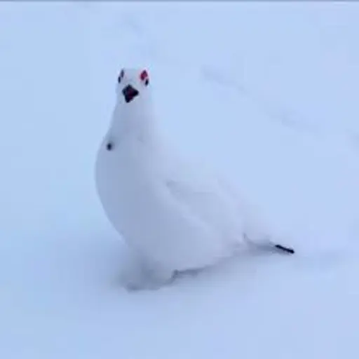 Awebo Bird