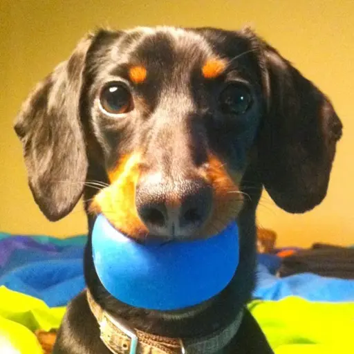 Crusoe (Crusoe the Dachshund) (English dub) reposted