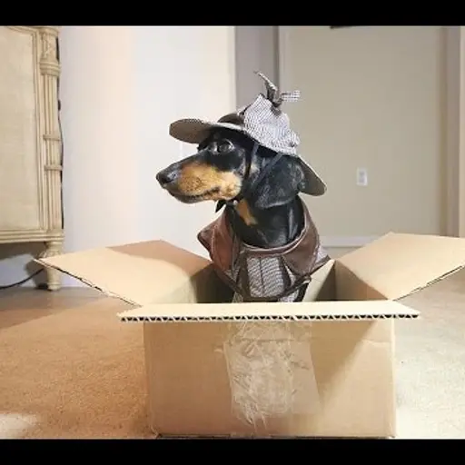 Sherlock Bones (Crusoe the Dachshund)