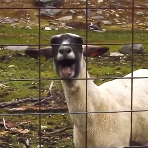 Screaming Goat