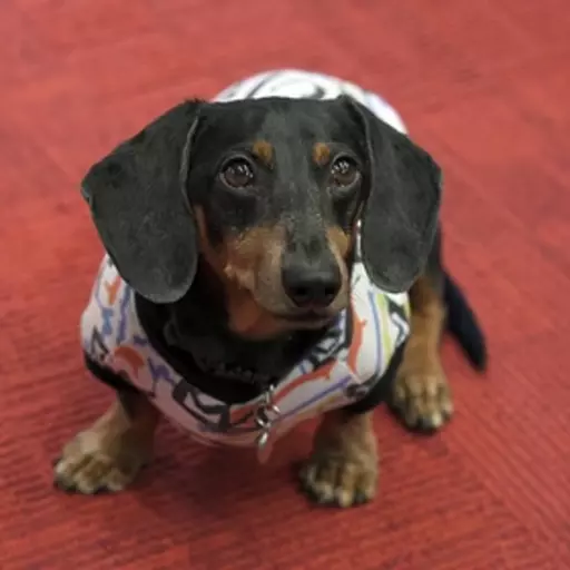 Oakley Dokily (Crusoe the Dachshund) (Spanish dub)