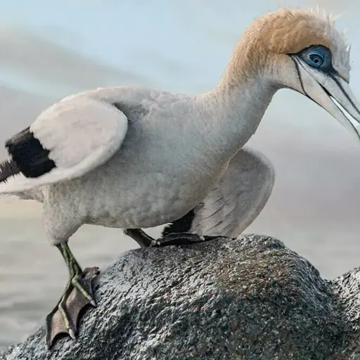 Scuttle (The Little Mermaid 2023) but she actually sounds like a bird