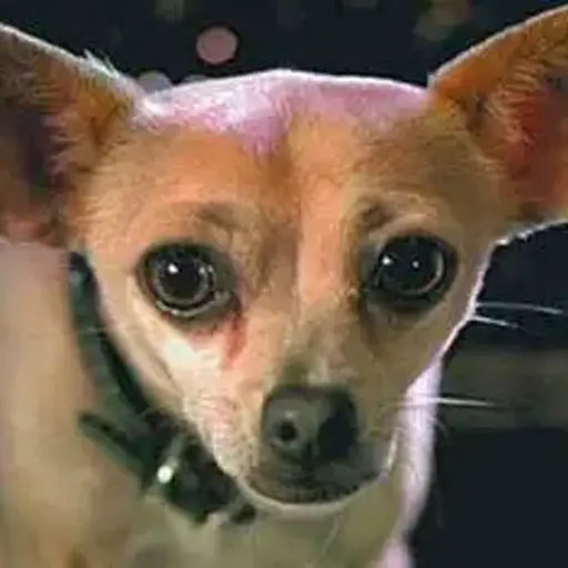 Taco Bell Chihuahua