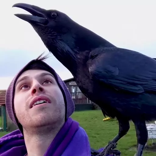 Loki the Raven