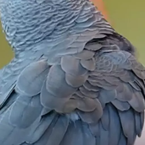 Apollo The Bird (@apolloandfrens) AI Voice Generator | VoiceDub