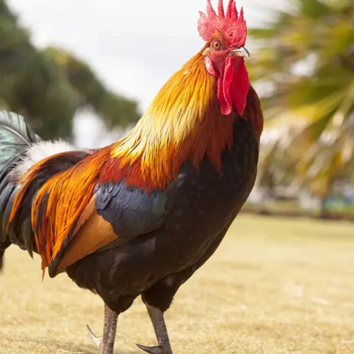 Rooster Crow Sound