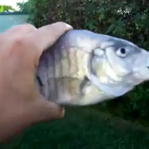 Killer Fish from San Diego