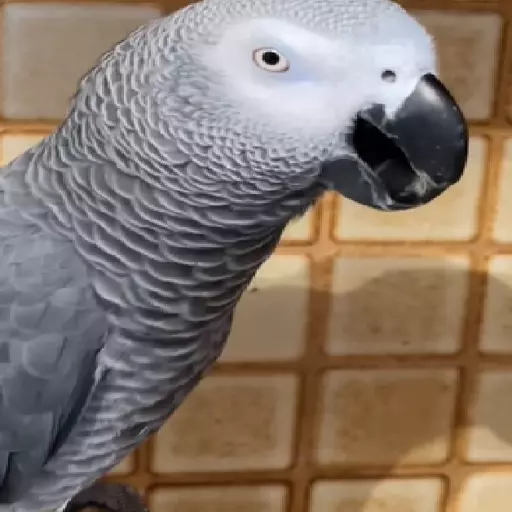 Apollo the Parrot