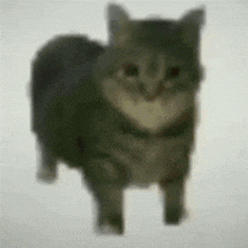 oiiaoiia cat