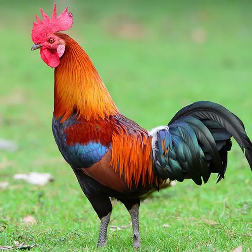 Literally the Rooster Alarm on old Android Phones
