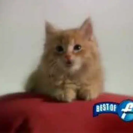 Whiskers, The Kitten Who Can Name Fruit