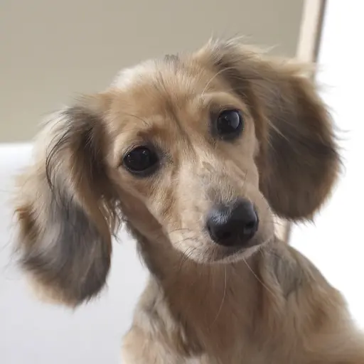 Daphne (Crusoe the Dachshund) (Spanish dub)