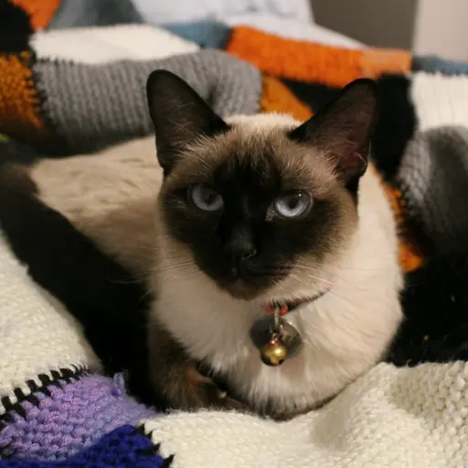 My Siamese Cat - Mari