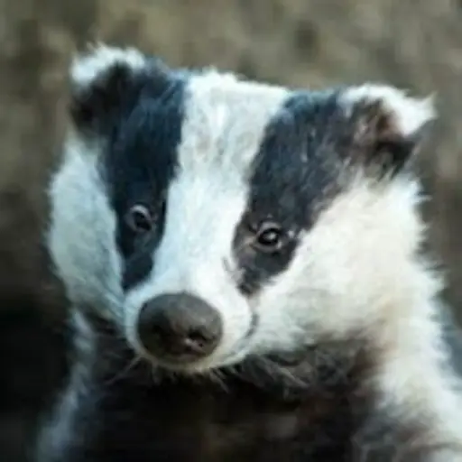 Badger Goodger (GTA Youtuber)