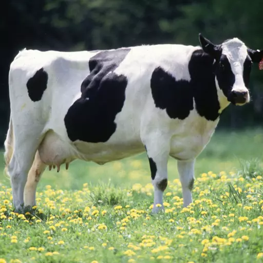 Cow (real life)